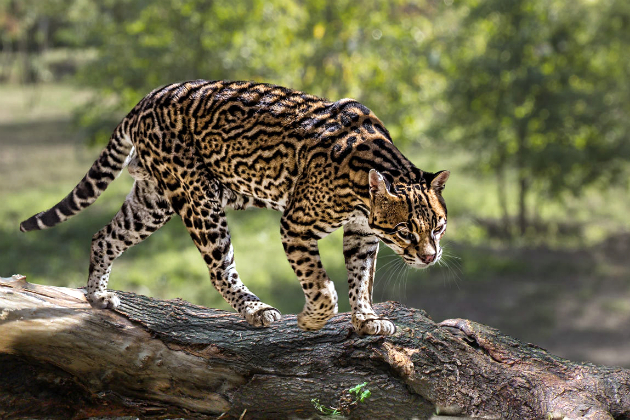 100 кордоб Никарагуа с изображением дикого кота